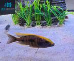 Koppel otopharynx Zimbabwe rock malawi cichliden, Dieren en Toebehoren, Vis, Zoetwatervis