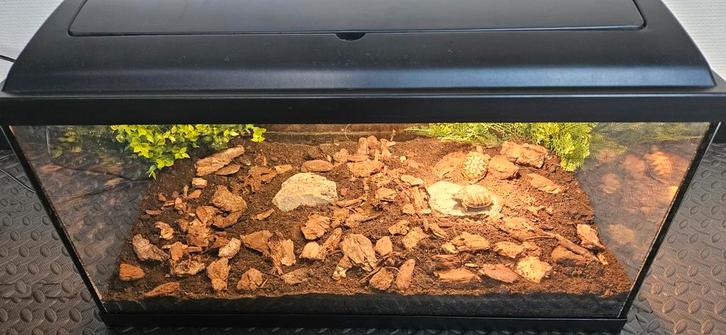 Griekse landschildpadjes met terrarium, Dieren en Toebehoren, Reptielen en Amfibieën, Schildpad, 0 tot 2 jaar, Met terrarium, Tam