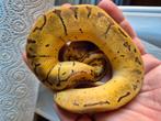 Nr manderin pinstripe pastel dh dg pied, Dieren en Toebehoren, Reptielen en Amfibieën, Slang, 0 tot 2 jaar