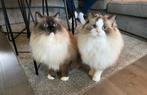 Twee lieve Ragdoll katers aangeboden., Kater, Met stamboom