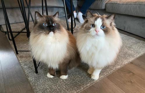 Twee lieve Ragdoll katers aangeboden., Dieren en Toebehoren, Katten en Kittens | Raskatten | Langhaar, Kater, Met stamboom