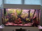 Compleet aquarium met veel extra, Dieren en Toebehoren, Ophalen, Zo goed als nieuw, Gevuld zoetwateraquarium