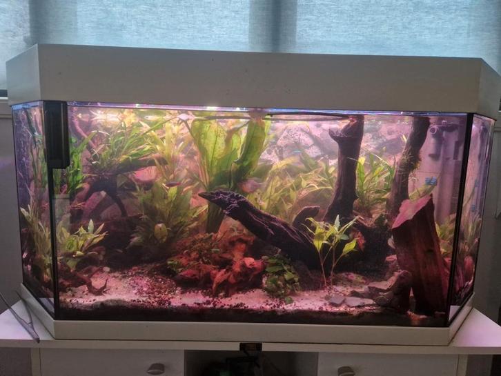 Compleet aquarium met veel extra, Dieren en Toebehoren, Vissen | Aquaria en Toebehoren, Zo goed als nieuw, Gevuld zoetwateraquarium