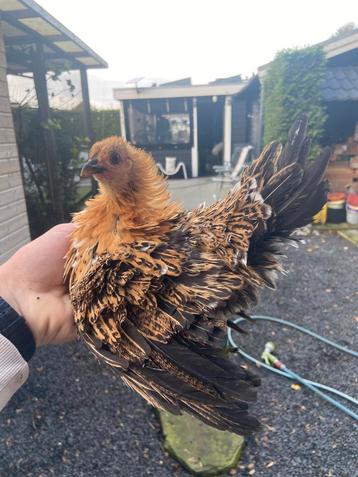 Serama hen beschikbaar voor biedingen