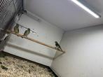 4 zwartkopsijzen, Dieren en Toebehoren, Geslacht onbekend, Tropenvogel, Geringd