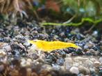 Citroengarnalen gele garnalen, Dieren en Toebehoren, Vissen | Aquariumvissen, Kreeft, Krab of Garnaal, Zoetwatervis