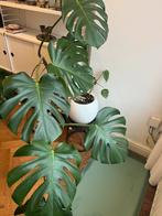 Prachtige Monstera Deliciosa in pot en op standaard, Ophalen of Verzenden, In pot, Halfschaduw, Minder dan 100 cm