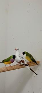 Bonte diamantduifjes, Dieren en Toebehoren, Vogels | Overige Vogels, Meerdere dieren