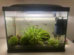 Compleet Aquarium Superfish start 50, Dieren en Toebehoren, Ophalen, Zo goed als nieuw