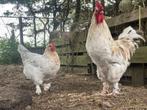 Marans eieren, van een splash haan, Dieren en Toebehoren, Geslacht onbekend, Kip