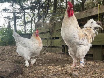 Marans eieren, van een splash haan beschikbaar voor biedingen