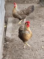 T.K. 2 trio's Grote Leghorn koekoekpatrijs Br.'25 E30,-, Dieren en Toebehoren, Pluimvee, Meerdere dieren, Kip