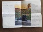 Zwartharig chihuahua, Dieren en Toebehoren, Teef, Eén hond, Chihuahua, 3 tot 5 jaar