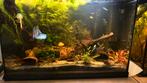 Aquarium met regenboogvissen te koop, Dieren en Toebehoren, Ophalen, Zo goed als nieuw, Gevuld zoetwateraquarium