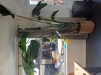 Strelitzia, Ophalen, 200 cm of meer