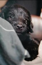 Labradoodle pups groot te koop zwart en beige., Dieren en Toebehoren, Honden | Niet-rashonden, Rabiës (hondsdolheid), 8 tot 15 weken