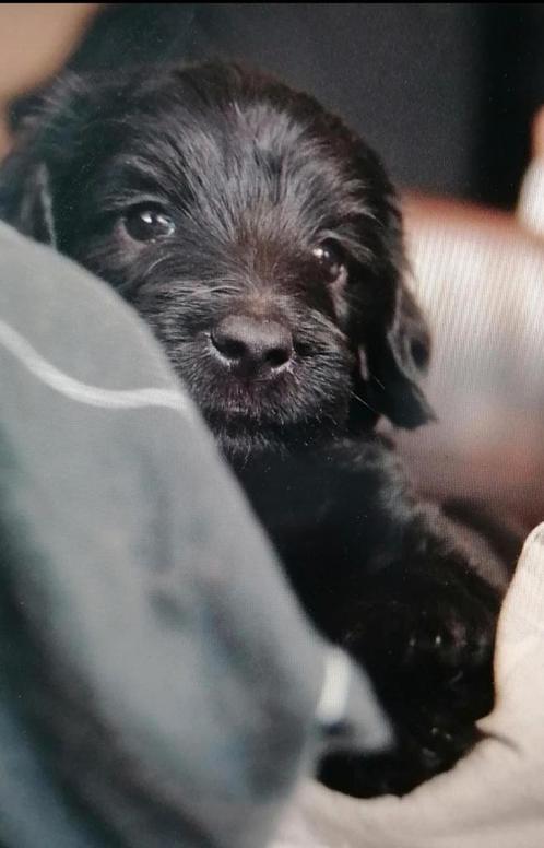 Labradoodle pups groot te koop zwart.., Dieren en Toebehoren, Honden | Niet-rashonden, Meerdere dieren, Particulier, Meerdere