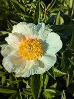 Pioenrozen Roy Phersons Best Yellow, Tuin en Terras, Planten | Tuinplanten, Overige soorten, Volle zon, Vaste plant, Ophalen of Verzenden