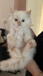 3 witte mooie kittens, Dieren en Toebehoren, Katten en Kittens | Raskatten | Langhaar, Meerdere dieren, Met stamboom, 0 tot 2 jaar