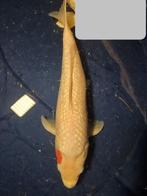 Tancho Japanse koi, Dieren en Toebehoren, Karper of Koi