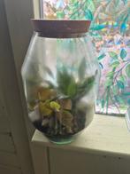 Planten Terrarium - Miniatuur Tuin, Overige soorten, In pot, Minder dan 100 cm, Groene kamerplant