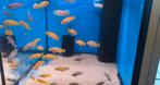 Metriaclima Msobo F1, Dieren en Toebehoren, Vissen | Aquariumvissen, Vis