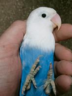 Prachtige brr agapornis fisheri opaline blauw pop, Vrouwelijk, Dwergpapegaai of Agapornis, Geringd