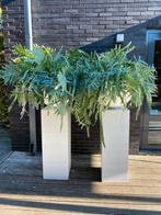 Sokkels met pot & Blue Fern plant, Huis en Inrichting, Woonaccessoires | Zuilen en Pilaren, Ophalen, Zo goed als nieuw