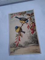 PIMPELMEZEN.  OP TAK MET RODE BESSEN, Ophalen of Verzenden, Voor 1920, Sterren en Beroemdheden