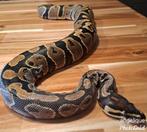 Konings python yellow belly 2022, Dieren en Toebehoren, Slang, Tam, 3 tot 6 jaar