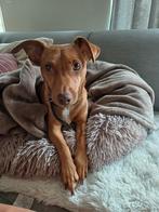 Logeeradresje gezocht: 2x2 dagen in de maand. ., Diensten en Vakmensen, Dieren | Honden | Verzorging, Oppas en Les