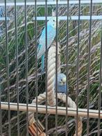 regenboogparkieten, Dieren en Toebehoren, Meerdere dieren, Parkiet, Geringd