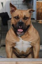 American Bully DEKREU Pocket, Dieren en Toebehoren, Rabiës (hondsdolheid), Reu, Eén hond, 3 tot 5 jaar