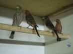 te koop koppels roodmussen, Dieren en Toebehoren, Meerdere dieren, Tropenvogel