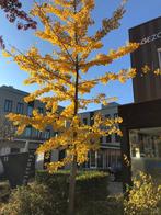 Ginkgo Biloba, Japanse Notenboom, in diverse maten en vormen, Ophalen, Bloeit niet, Halfschaduw, Overige soorten