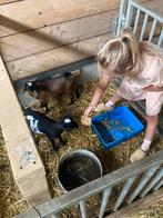 Hoornloze geitjes te koop, Dieren en Toebehoren, Meerdere dieren, Geit