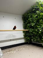 Man tijgervink, Dieren en Toebehoren, Mannelijk