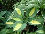 Hosta striptease, Vaste plant, Halfschaduw, Zomer, Ophalen