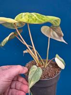 Philodendron Gloriosum Variegata p12, Huis en Inrichting, Kamerplanten, Ophalen of Verzenden, Halfschaduw, Minder dan 100 cm