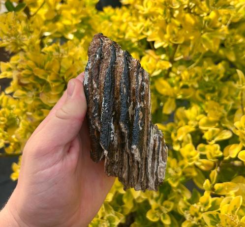 Mammoetkies Noordzee Fossiel, Verzamelen, Mineralen en Fossielen, Fossiel, Ophalen of Verzenden
