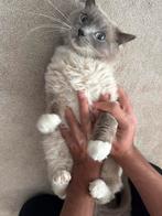 Ragdoll, Kater, Ontwormd, 0 tot 2 jaar