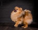 Pomerian️, Dieren en Toebehoren, België, Particulier, 1 tot 2 jaar, Teef