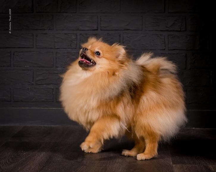 Pomerian️, Dieren en Toebehoren, Honden | Poolhonden, Keeshonden en Oertypen, Teef, Keeshond, Particulier, Meerdere, België, 1 tot 2 jaar