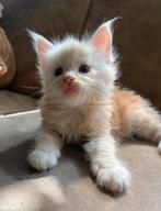 Maine coon kittens, Dieren en Toebehoren, Meerdere dieren