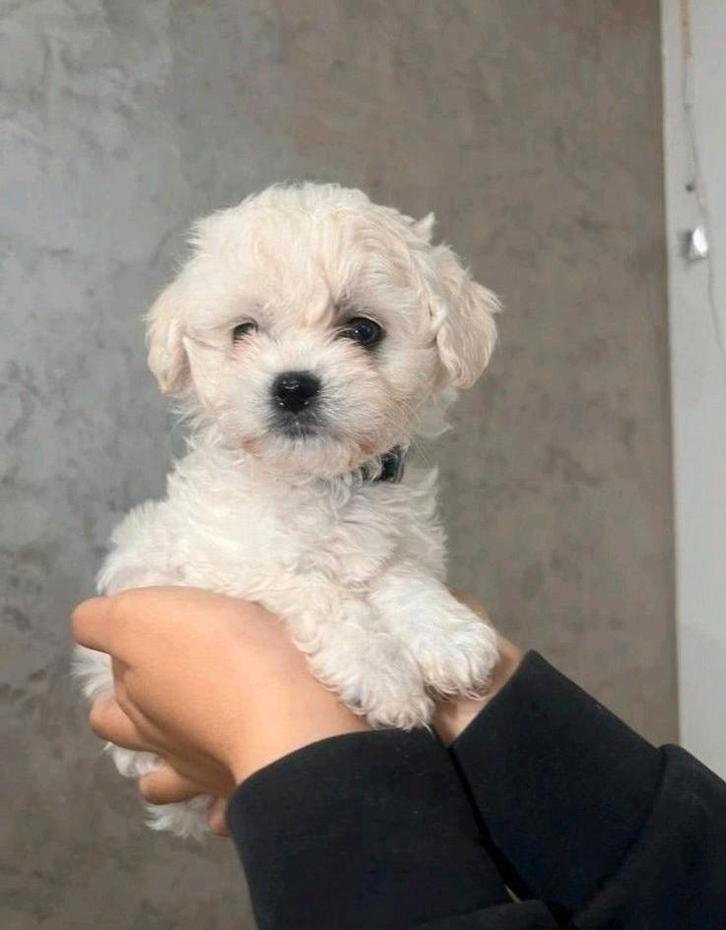 Maltezer bichon pup jongentje (reutje), Dieren en Toebehoren, Honden | Chihuahua's en Gezelschapshonden, Reu, Maltezer, Particulier