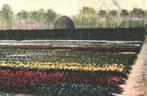 700236 Tulpenvelden bij Haarlem 1902 Gelopen met postzegel, Verzamelen, Ansichtkaarten | Nederland, Ophalen of Verzenden, Voor 1920
