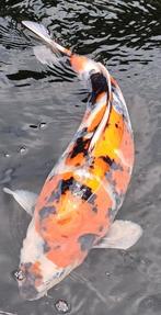 Zeer mooie showa koi 47cm Kase (meer koi te koop > korting), Dieren en Toebehoren, Vissen | Vijvervissen, Karper of Koi