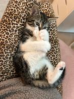 Super lieve kitten 8 weken, Dieren en Toebehoren, Katten en Kittens | Overige Katten, Kater, Kortharig, 0 tot 2 jaar