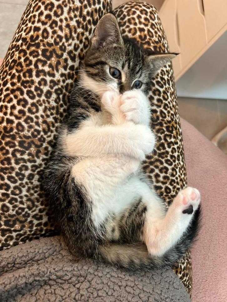 Super lieve kitten 8 weken, Dieren en Toebehoren, Katten en Kittens | Overige Katten, Kortharig, Kater, 0 tot 2 jaar