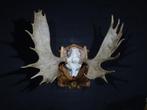 gewei eland elch moose skull eland schedel, Ophalen, Gebruikt, Hert, Gewei of Kop